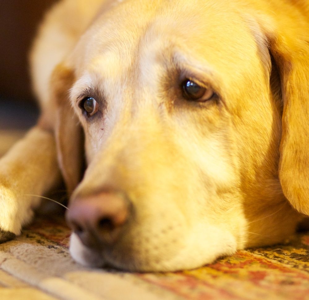 Coping with Anxiety in Dogs